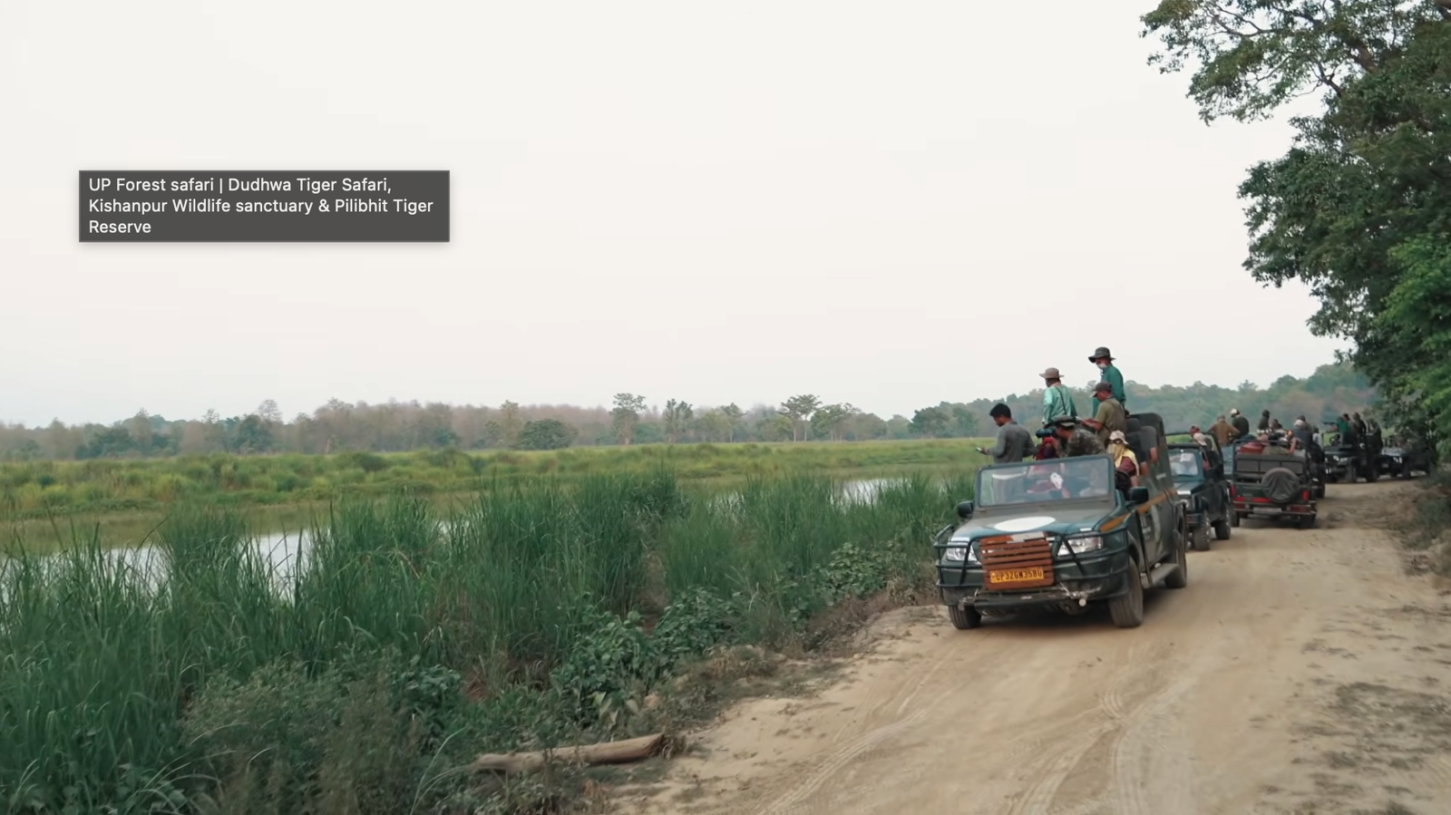 A Tiger and a Rhino, Four Metres Apart: Dudhwa, Kishanpur, and Pilibhit